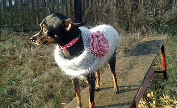 Жилет для той-терьера