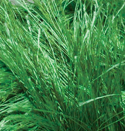 Пряжа Decofur Alize - (595 - Зеленый)